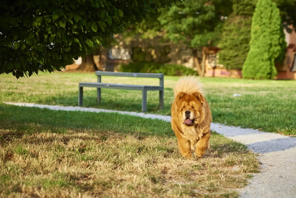 Martin County's First off leash dog park - Barkin' For A Park